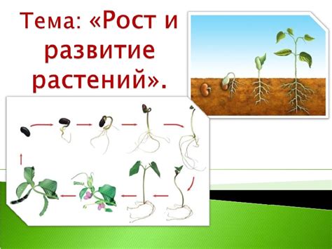 Развитие и рост в пятилетних отношениях