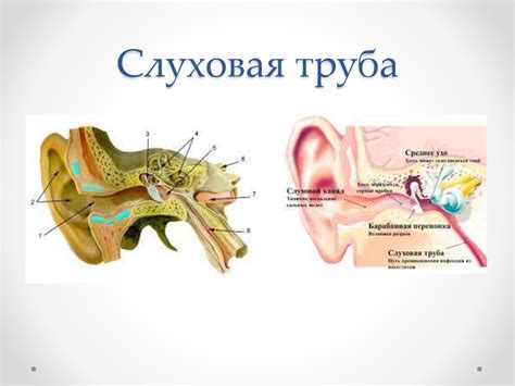 Развитие и формирование слуховой трубы