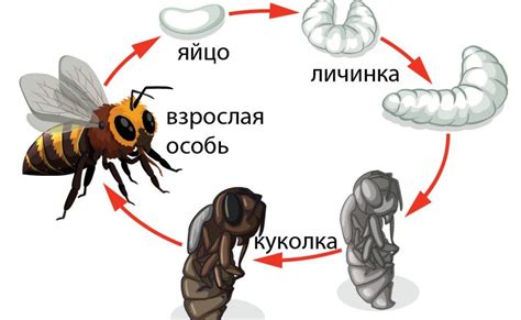 Развитие насекомых: от яйца до личинки