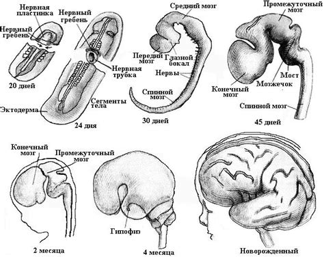 Развитие нервной системы плода