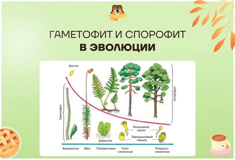 Развитие растений с редуцированным гаметофитом