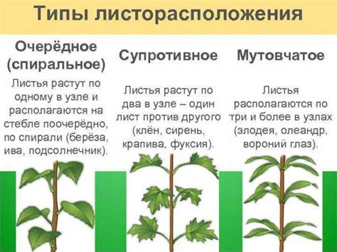 Развитие растений с супротивным листорасположением