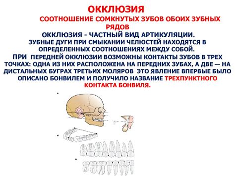 Развитие челюстей и зубов