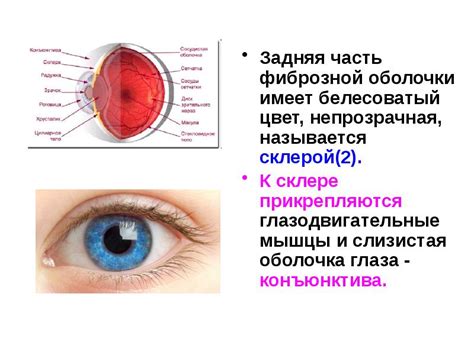 Разграничение границы между радужкой и склерой