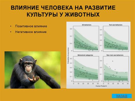 Разделенная культура как явление