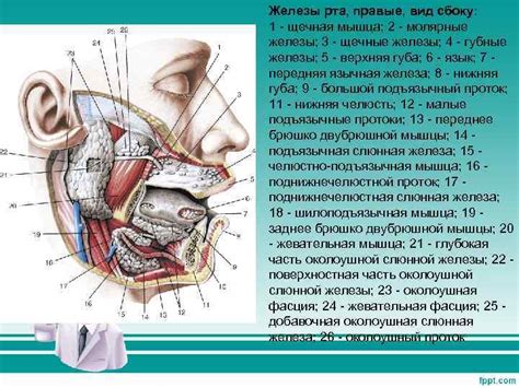 Раздел 1: Анатомия человеческой полости рта