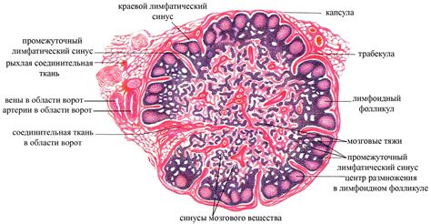 Раздел 1: Значение лимфоидного фолликула