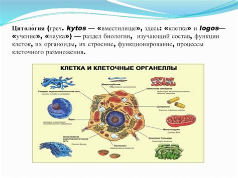 Раздел 3: Функции невоидных клеток