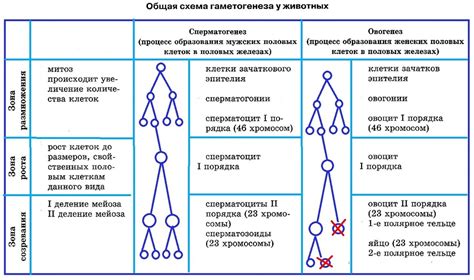 Раздел 5: Роль невоидных клеток в различных органах