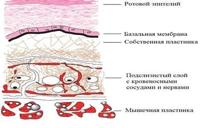 Раздражение слизистой оболочки