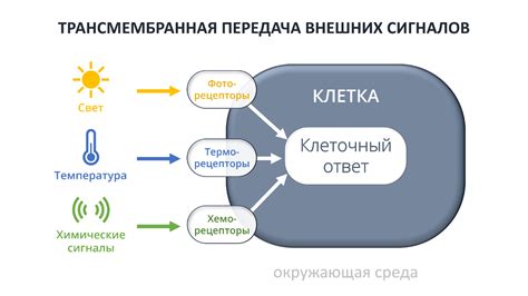 Раздражители в окружающей среде