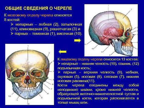 Различения символического значения сновидения о черепе с рогами в культурах мира