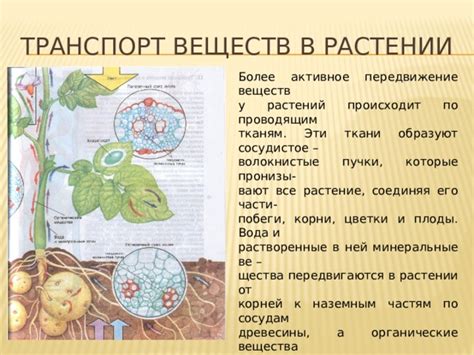 Различия в толковании сновидений о растении без корней