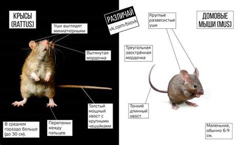 Различия между мышью и крысой в сновидениях