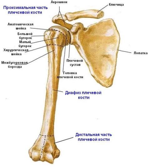 Различные виды проксимальной кости