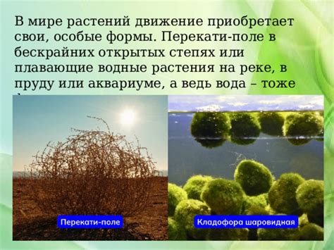 Различные предметы, плавающие в реке или потоке: глубинный смысл сновидений