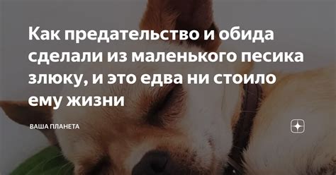 Различные трактовки сновидений о недуге маленького песика: варианты значений и загадочность