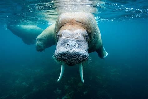 Размеренность и свобода: символика водного моржа в сновидении женщины