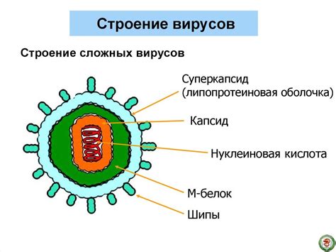 Размеры и структура вируса и бактерии