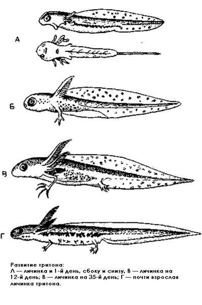 Размножение и развитие потомства у Тритона