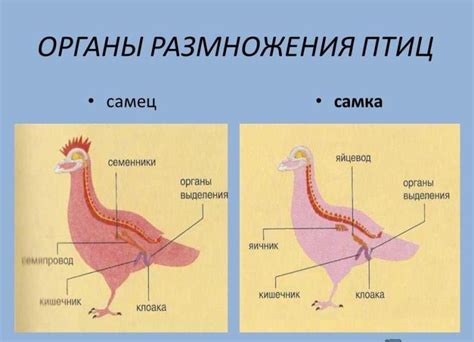 Размножение и уход за потомством