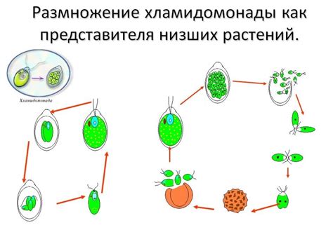 Размножение сайры