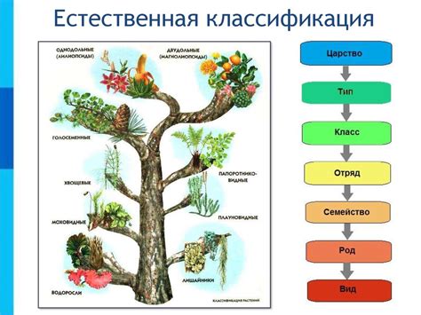 Разновидности и классификация