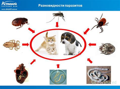 Разновидности паразитов