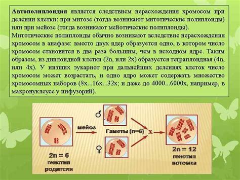 Разновидности полиплоидии