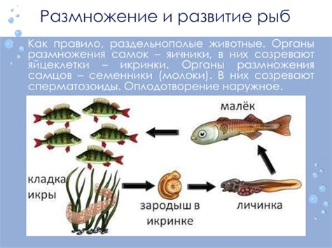 Разновидности процесса спаривания у рыб