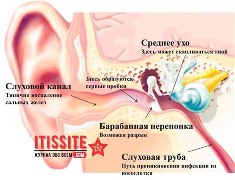 Разновидности ухи: от классической до экзотической