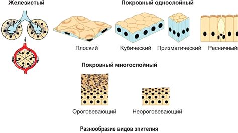 Разновидности эпителия