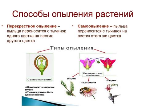 Разнообразие видов перекрестного опыления