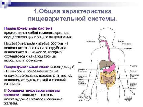 Разнообразие интерпретаций снов о пищеварительной системе в различных культурах