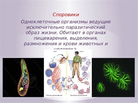 Разнообразие простейших животных