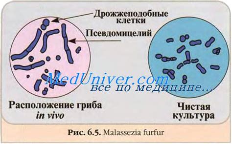 Разнообразие сапротрофов