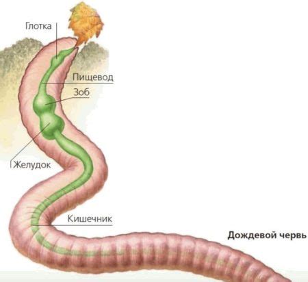 Разнообразie значений сна с появлением дождевого червяка