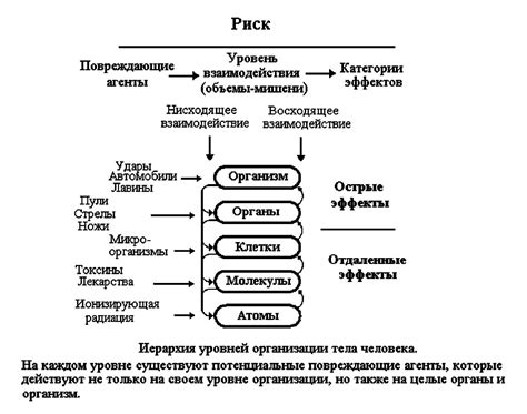 Разработка понятия "Мое тело минор"