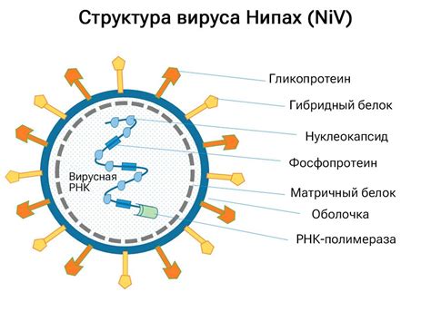 Распространение Нипах вируса