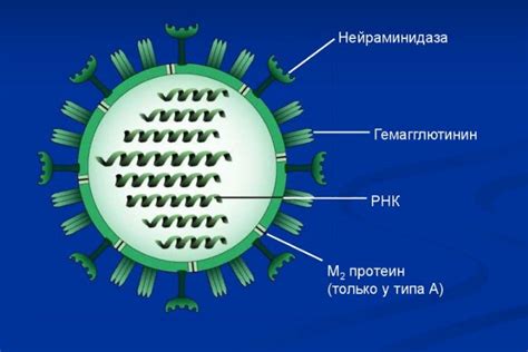 Распространение вируса кт1 и среды его обитания