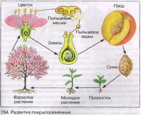 Распространение и образование