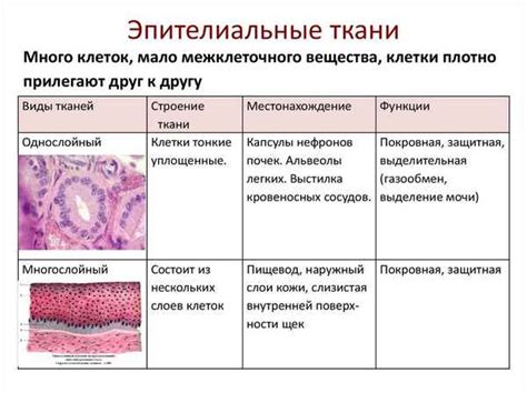 Распространение и функции призматического эпителия