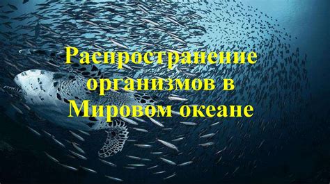 Распространение морского волка в мировом океане