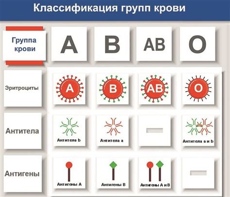 Распространенность группы крови 1 положительная