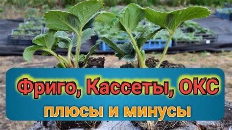 Рассада клубники Окс