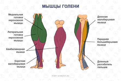 Расслабленность мышц левой ноги