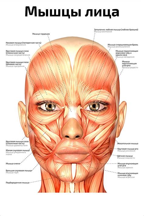 Расслабленные мышцы лица