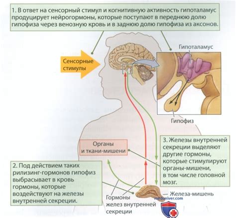 Расстройства кровообращения и их влияние на мозг