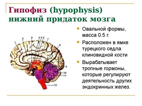 Расстройства работы гипофиза и их последствия