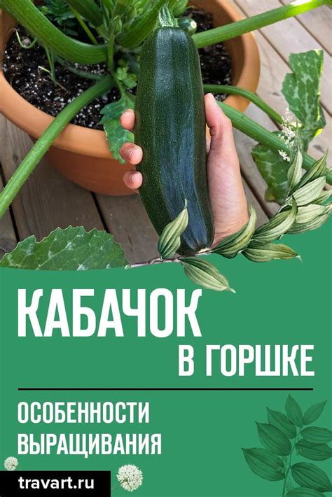 Растения, символизирующие кабачки в снах